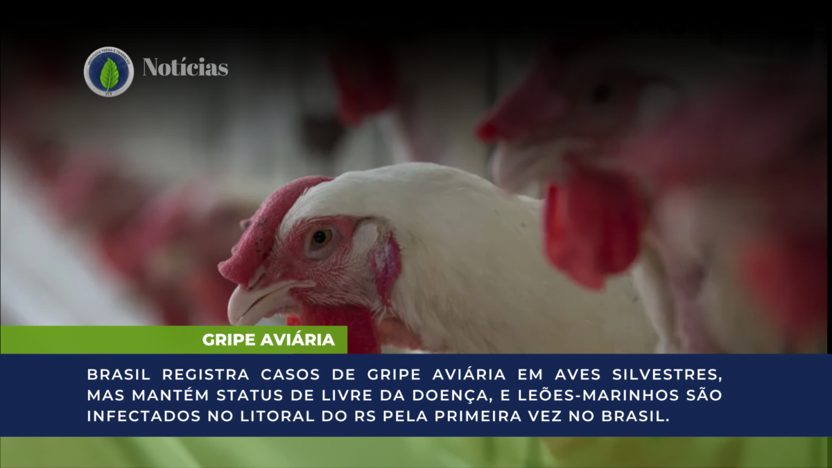 GRIPE AVIÁRIA: Brasil Registra Casos De Gripe Aviária Em Aves ...